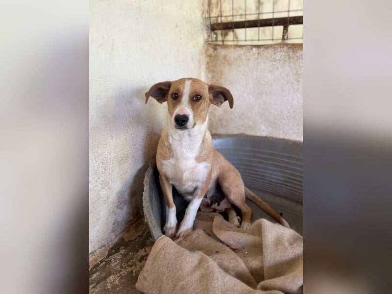 Ida, geb. ca. 05/2021, lebt in GRIECHENLAND, auf einer privaten Pflegestelle