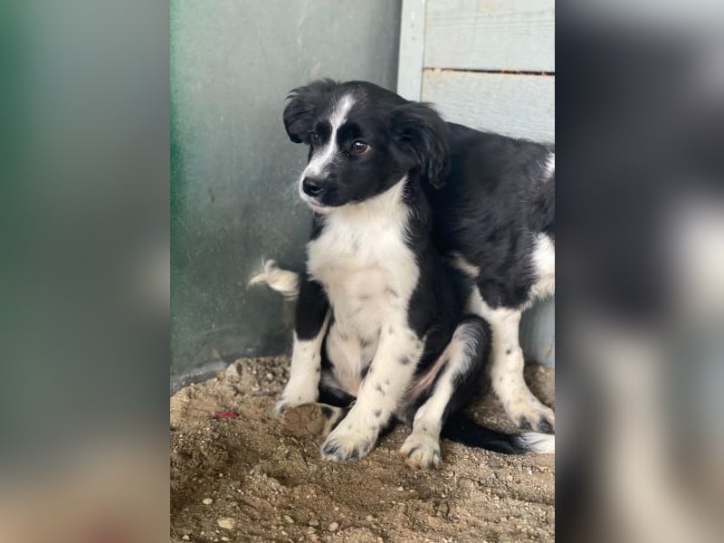 Tux, geb. ca.09/2025, lebt in GRIECHENLAND, auf einer privaten Pflegestelle