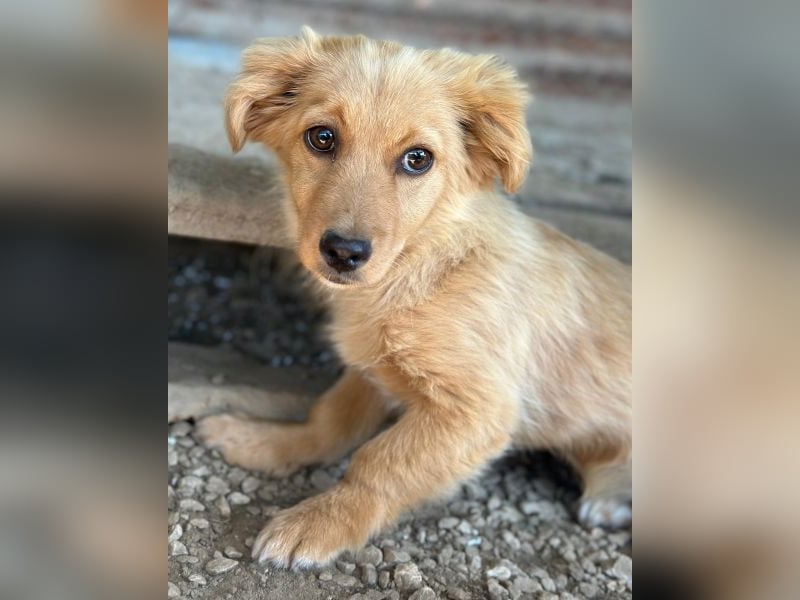 Audrey, geb. ca. 03/2026, lebt in GRIECHENLAND, im städt. Tierheim Serres