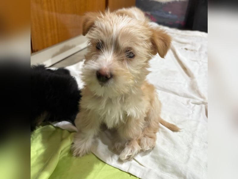 Norberta, geb. ca. 11/2025, lebt in GRIECHENLAND, auf einer privaten Pflegestelle