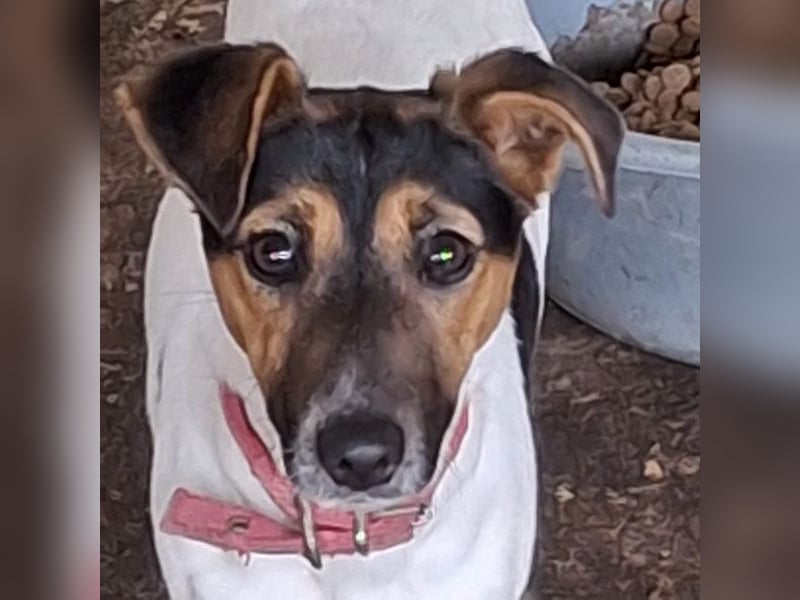 Möök, geb. ca. 04/2025, lebt in GRIECHENLAND, auf einer privaten Pflegestelle