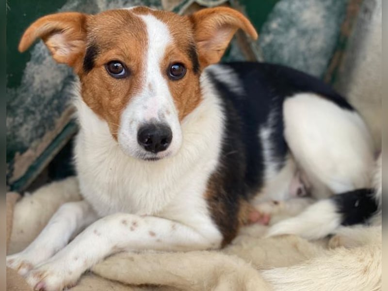 Freydis, geb. ca. 07/2025, lebt in GRIECHENLAND, im städt. Tierheim Serres