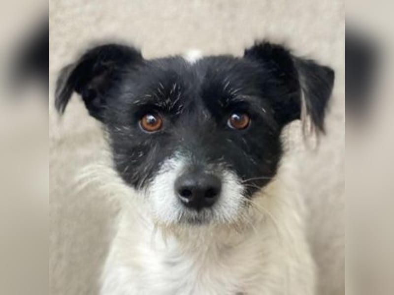 Tarus, geb. ca. 11/2024, lebt in GRIECHENLAND, im städt. Tierheim Serres