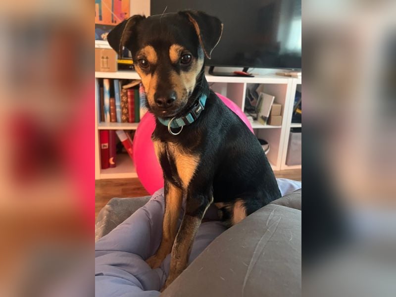 Phil, geb. ca. 12/2024, lebt auf einer Pflegestelle in 53879 Euskirchen, VERMITTLUNGSHILFE