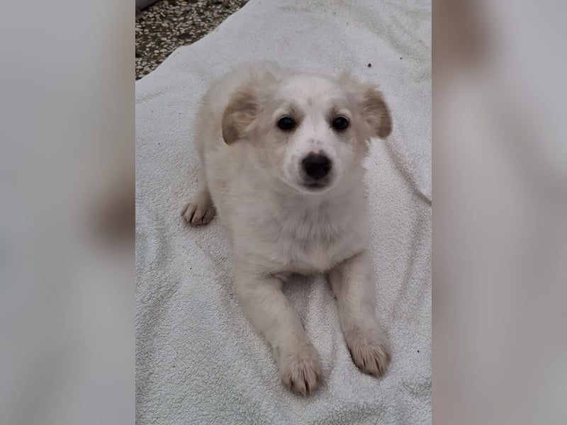 Torian, geb. ca. 09/2025, lebt in GRIECHENLAND, auf einer privaten Pflegestelle