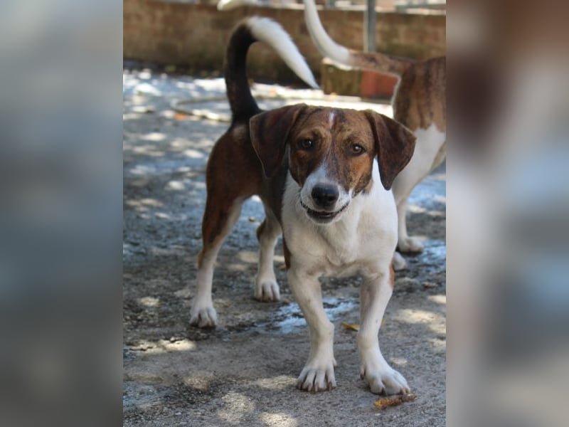 Tanu, geb. ca. 11/2024, lebt in GRIECHENLAND, auf einer privaten Pflegestelle