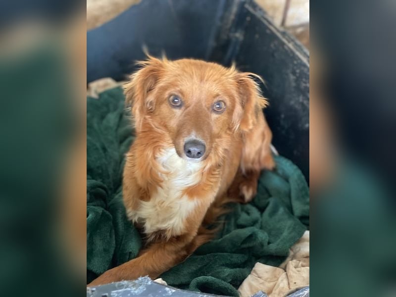 Konrada, geb. ca. 04/2025, lebt in GRIECHENLAND, auf einer privaten Pflegestelle