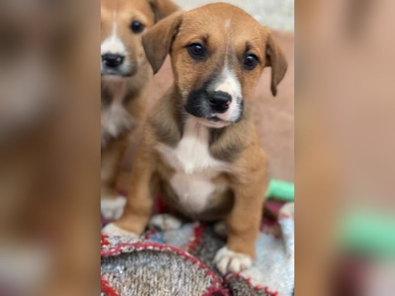 Kelana, geb. ca. 11/2025, lebt in GRIECHENLAND, im städt. Tierheim Serres