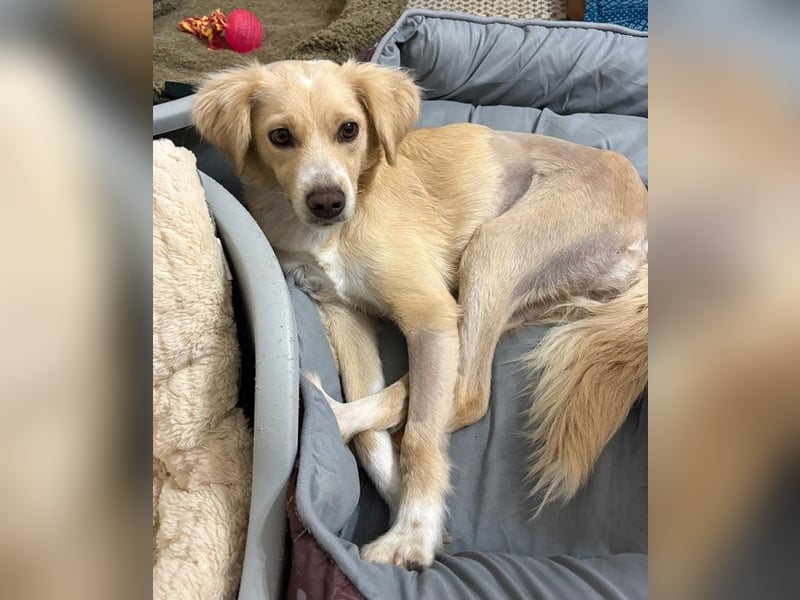 Hazel, geb. ca.02/2025, lebt in GRIECHENLAND, auf einer privaten Pflegestelle