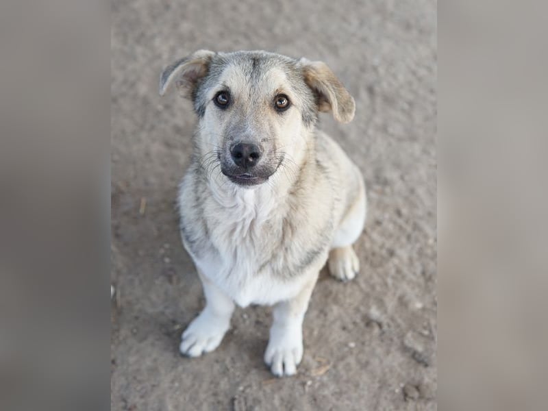 Wursti, geb. ca. 09/2025, lebt in GRIECHENLAND, im städt. Tierheim Serres