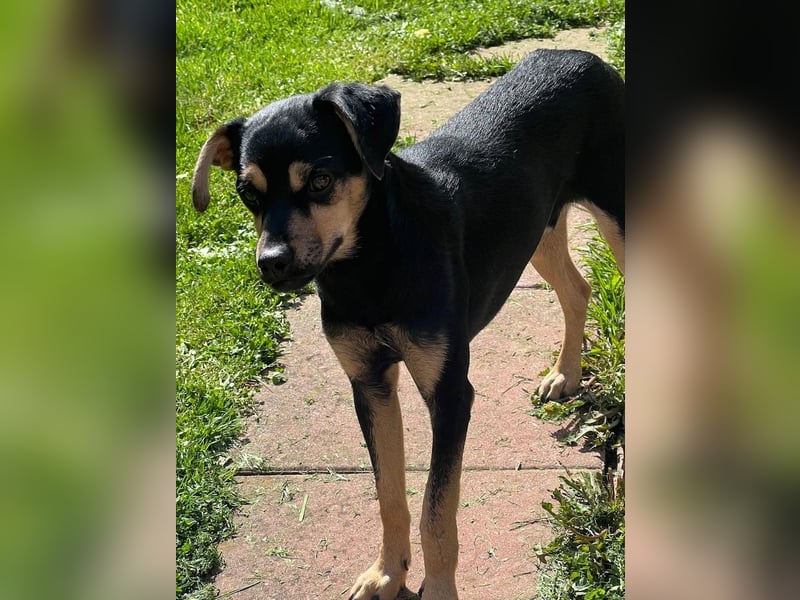 Phil, geb. ca. 12/2024, lebt auf einer Pflegestelle in 53879 Euskirchen, VERMITTLUNGSHILFE