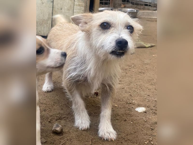 Trulla, geb. ca. 05/2024, lebt in GRIECHENLAND, auf einer privaten Pflegestelle