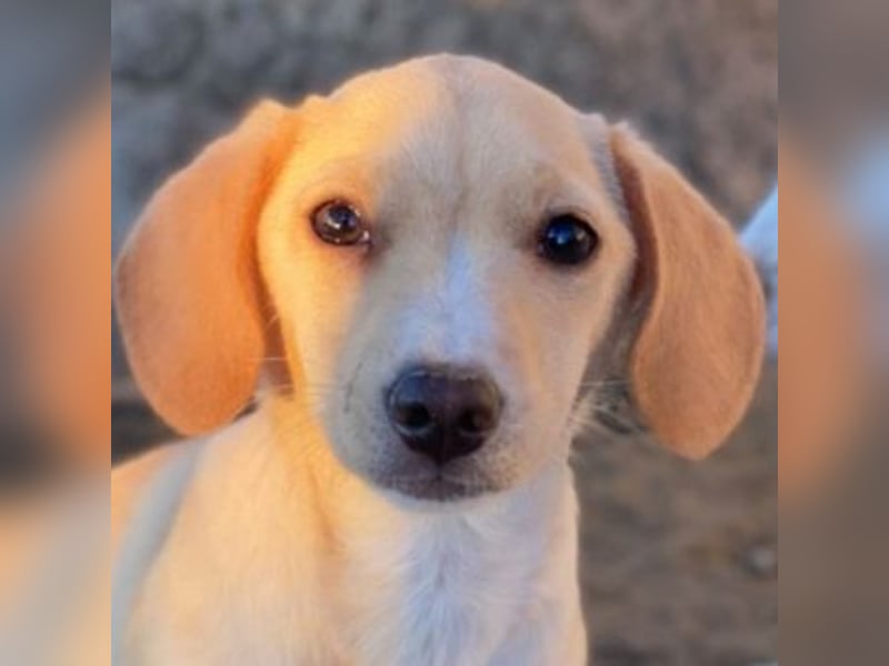 Rigatoni, geb. ca. 08/2025, lebt in GRIECHENLAND, auf einer privaten Pflegestelle