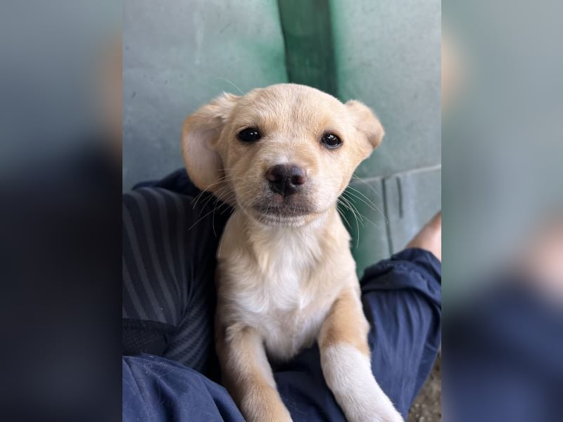 Elysia, geb. ca. 08/2025, lebt in GRIECHENLAND, auf einer privaten Pflegestelle