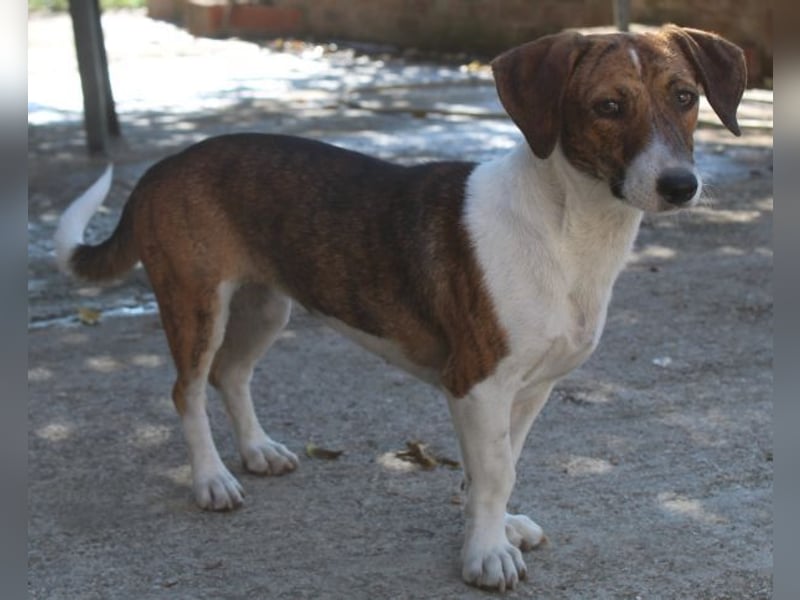 Tanu, geb. ca. 11/2024, lebt in GRIECHENLAND, auf einer privaten Pflegestelle