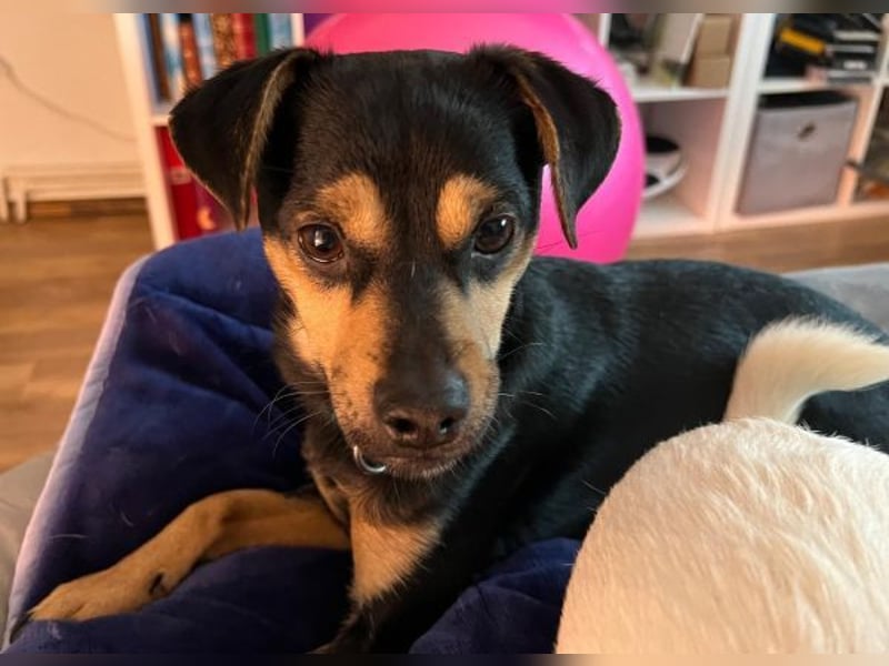 Phil, geb. ca. 12/2024, lebt auf einer Pflegestelle in 53879 Euskirchen, VERMITTLUNGSHILFE