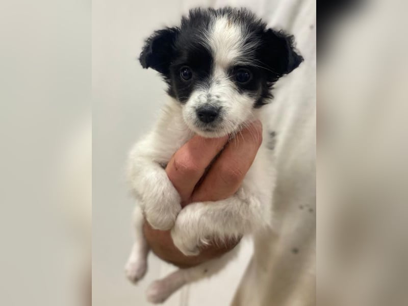 Louise, geb. ca. 08/2025, lebt in GRIECHENLAND, auf einer privaten Pflegestelle