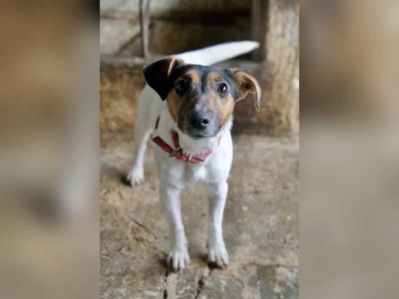 Möök, geb. ca. 04/2025, lebt in GRIECHENLAND, auf einer privaten Pflegestelle