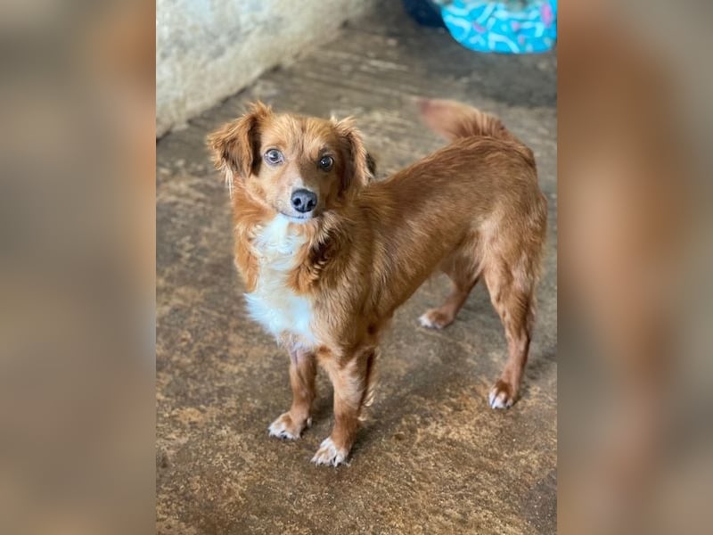 Konrada, geb. ca. 04/2025, lebt in GRIECHENLAND, auf einer privaten Pflegestelle