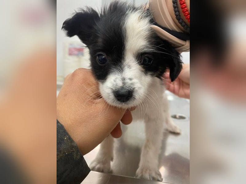 Louise, geb. ca. 08/2025, lebt in GRIECHENLAND, auf einer privaten Pflegestelle