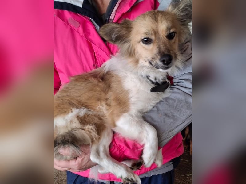 Klara, geb. ca. 04/2024, lebt in GRIECHENLAND, auf einer privaten Pflegestelle