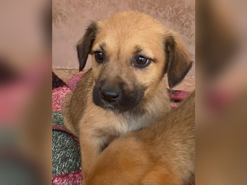 Monica, geb. ca. 11/2025, lebt in GRIECHENLAND, im städt. Tierheim Serres