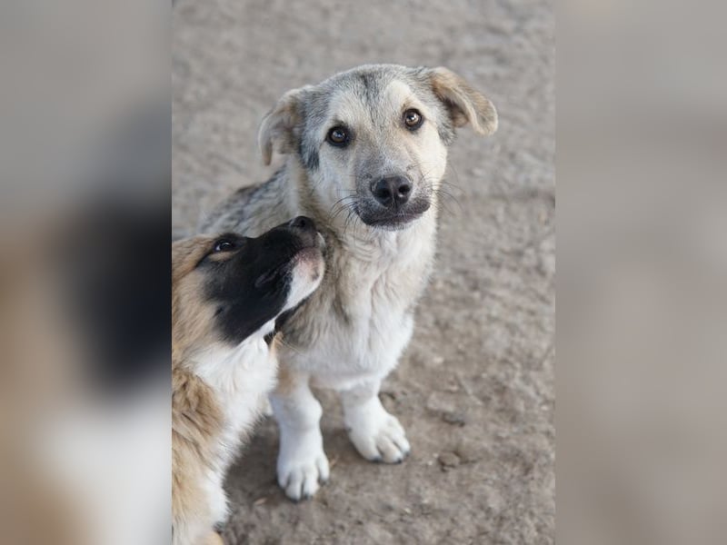 Wursti, geb. ca. 09/2025, lebt in GRIECHENLAND, im städt. Tierheim Serres