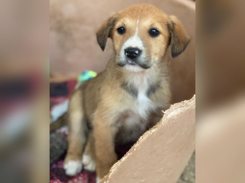 Sanna, geb. ca. 11/2025, lebt in GRIECHENLAND, im städt. Tierheim Serres