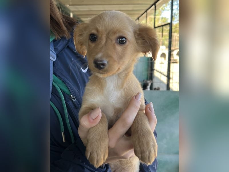 Loni, geb. ca. 08/2025, lebt in GRIECHENLAND, auf einer privaten Pflegestelle