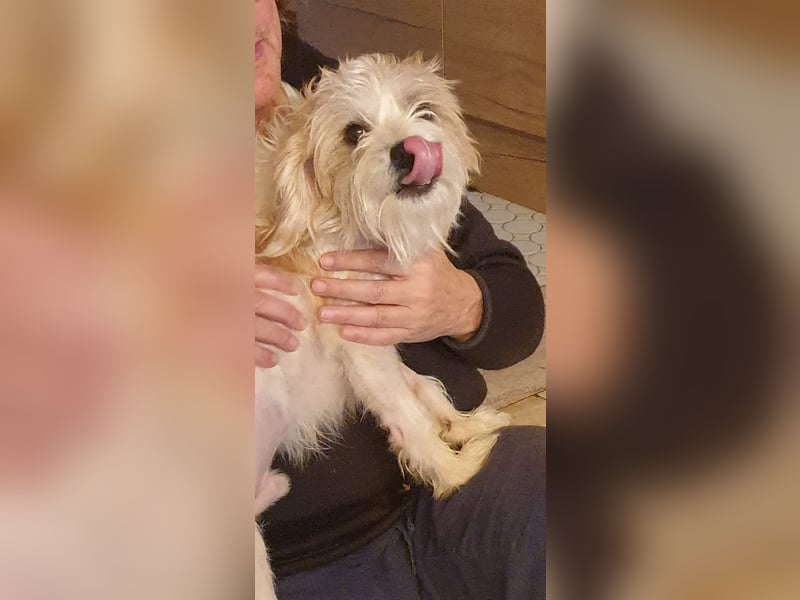 Eko, geb. ca. 11/2021, lebt auf einer Pflegestelle in 54647 Dudeldorf