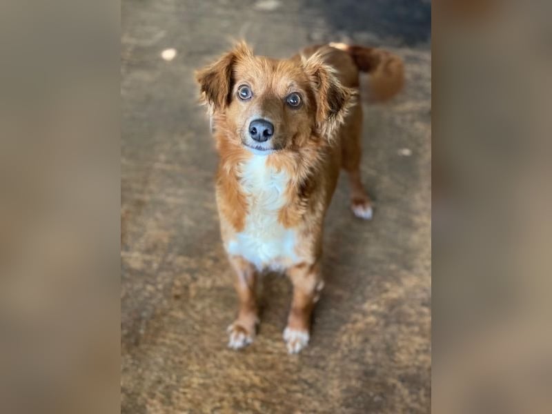 Konrada, geb. ca. 04/2025, lebt in GRIECHENLAND, auf einer privaten Pflegestelle