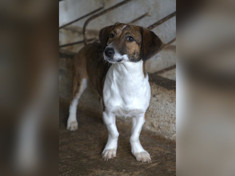 Tanu, geb. ca. 11/2024, lebt in GRIECHENLAND, auf einer privaten Pflegestelle