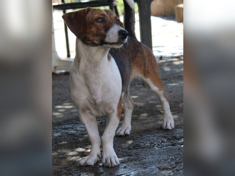 Tanu, geb. ca. 11/2024, lebt in GRIECHENLAND, auf einer privaten Pflegestelle