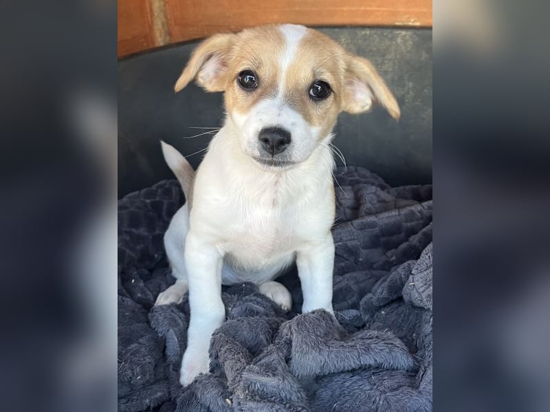 Elfie, geb. ca. 08/2025, lebt in GRIECHENLAND, auf einer privaten Pflegestelle