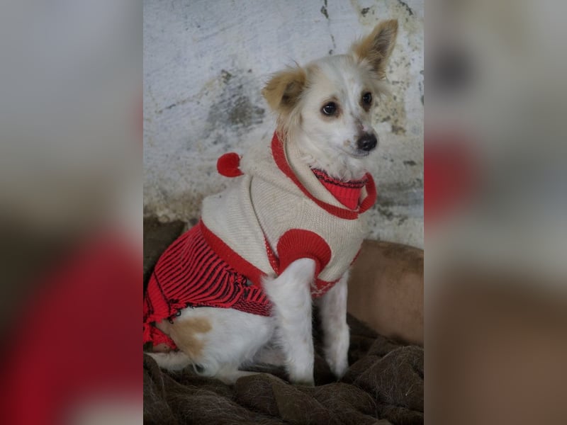 Isara, geb. ca. 07/2024, lebt in GRIECHENLAND, auf einer privaten Pflegestelle