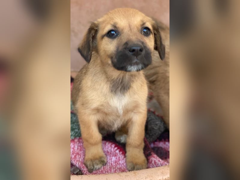 Monica, geb. ca. 11/2025, lebt in GRIECHENLAND, im städt. Tierheim Serres