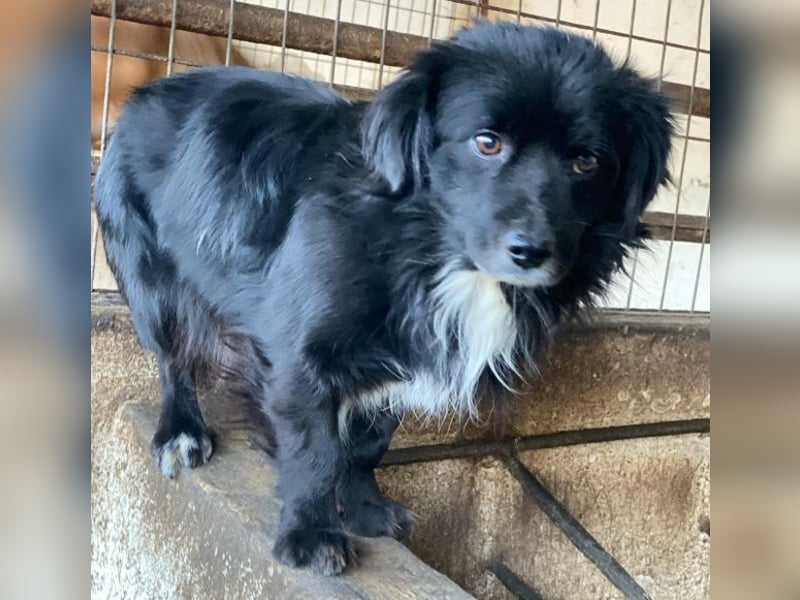 Mochi, geb. ca. 01/2024, lebt in GRIECHENLAND, auf einer privaten Pflegestelle