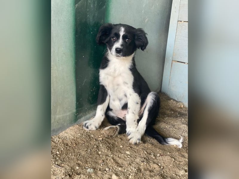 Tux, geb. ca.09/2025, lebt in GRIECHENLAND, auf einer privaten Pflegestelle