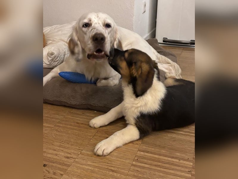 Boreas, geb. ca. 10/2025, lebt auf einer Pflegestelle in 69151 Neckargemünd