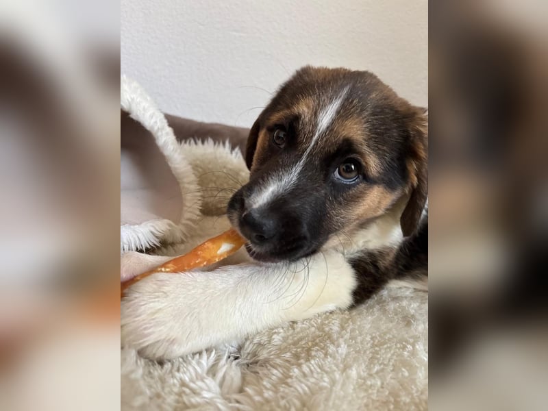 Boreas, geb. ca. 10/2025, lebt auf einer Pflegestelle in 69151 Neckargemünd