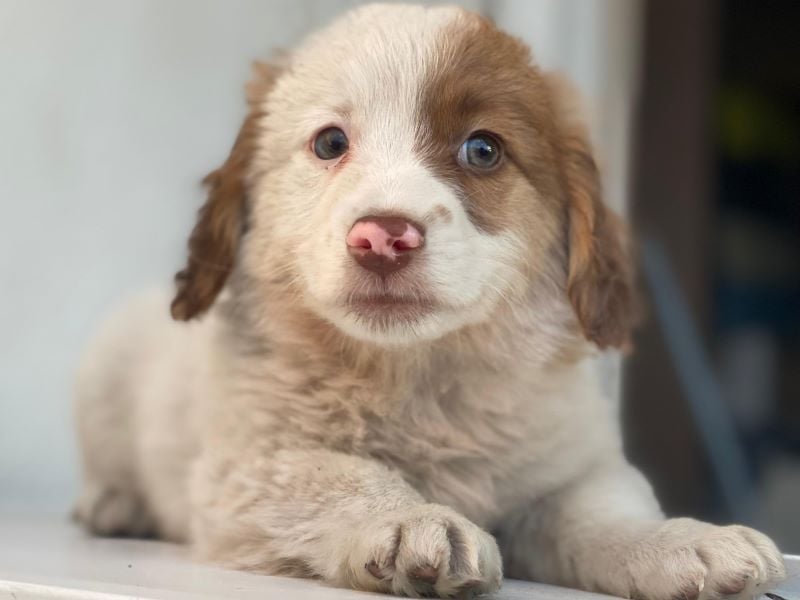 Milos, geb. ca. 10/2025, lebt in GRIECHENLAND, auf einer privaten Pflegestelle