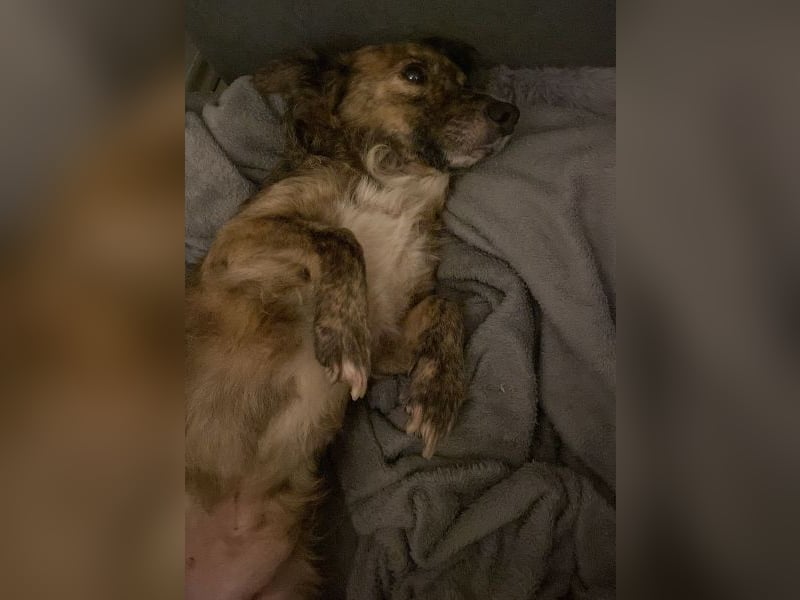 Herbie, geb. ca. 08/2022, lebt auf einer Pflegestelle in 78048 Villingen-Schwenningen