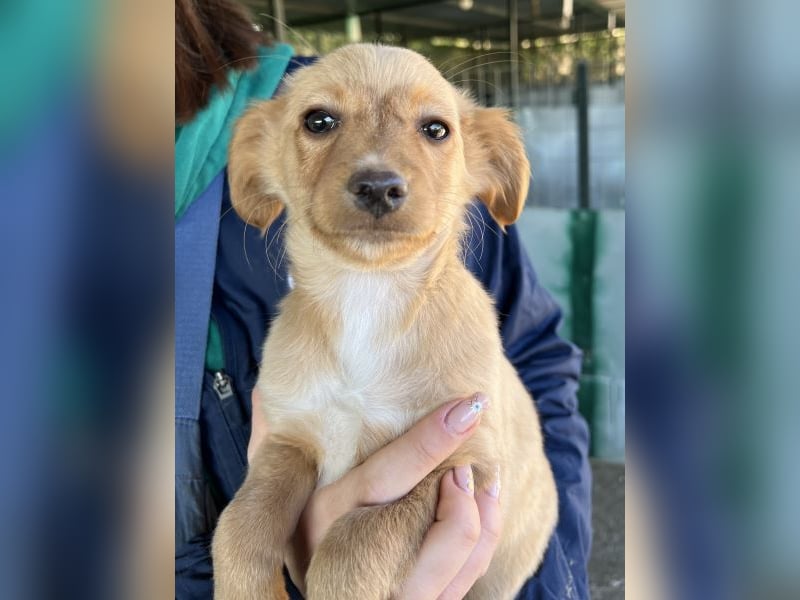 Loni, geb. ca. 08/2025, lebt in GRIECHENLAND, auf einer privaten Pflegestelle