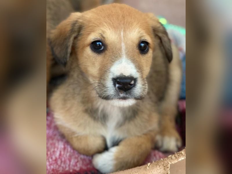 Sanna, geb. ca. 11/2025, lebt in GRIECHENLAND, im städt. Tierheim Serres