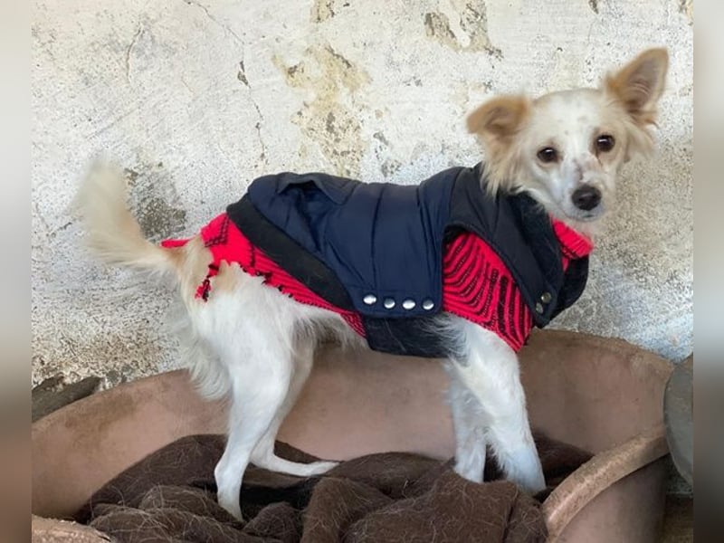 Isara, geb. ca. 07/2024, lebt in GRIECHENLAND, auf einer privaten Pflegestelle