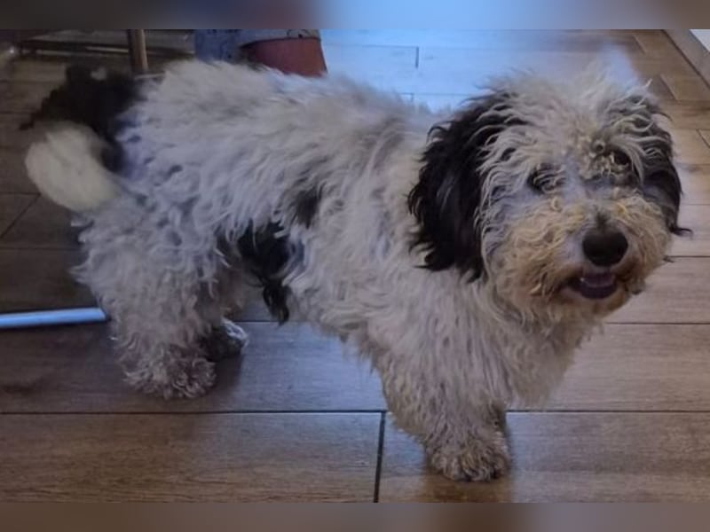 Günni, geb. ca. 12/2023, lebt auf einer Pflegestelle in 45896 Gelsenkirchen