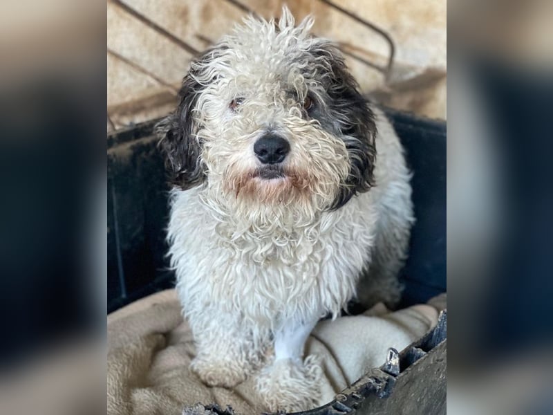 Günni, geb. ca. 12/2023, lebt auf einer Pflegestelle in 45896 Gelsenkirchen