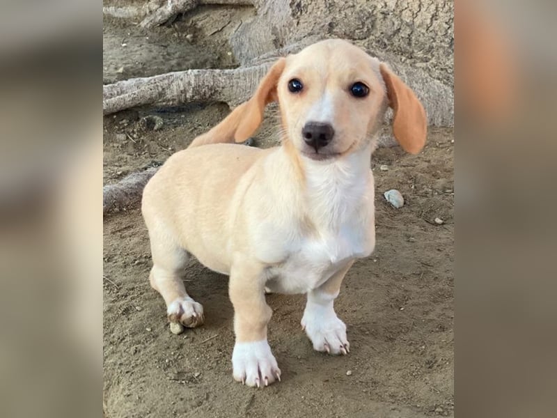 Rigatoni, geb. ca. 08/2025, lebt in GRIECHENLAND, auf einer privaten Pflegestelle