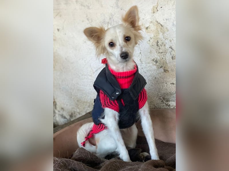 Isara, geb. ca. 07/2024, lebt in GRIECHENLAND, auf einer privaten Pflegestelle