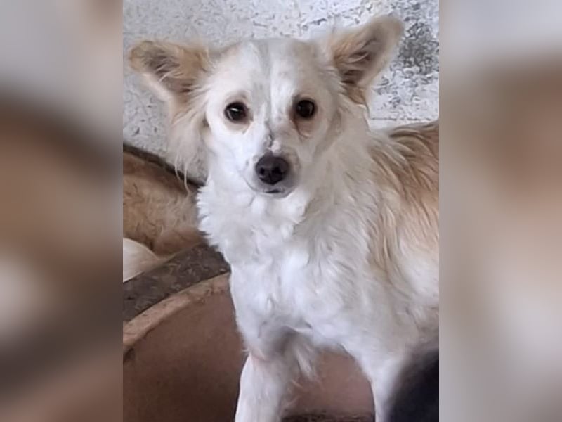 Isara, geb. ca. 07/2024, lebt in GRIECHENLAND, auf einer privaten Pflegestelle